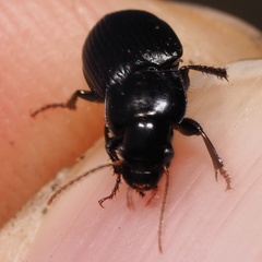 Harpalus rufipalpis