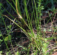 Rhynchospora inexpansa