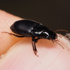 Harpalus rufipalpis