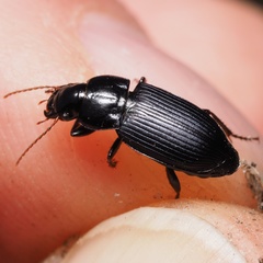 Harpalus rufipalpis