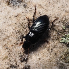 Harpalus rufipalpis
