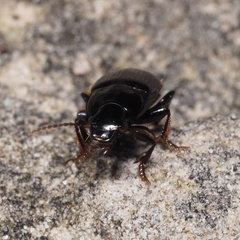 Harpalus rufipalpis