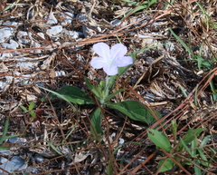 Ruellia ciliosa