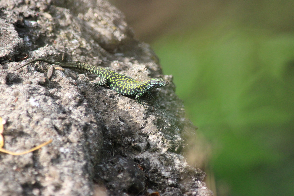 Lizard In Rome Common Wall Lizard from Riserva Naturale Valle Dell'aniene, Rome, Lazio ...