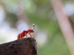 Apteropilo humerofuscus