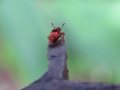 Apteropilo humerofuscus