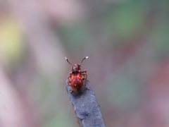 Apteropilo humerofuscus