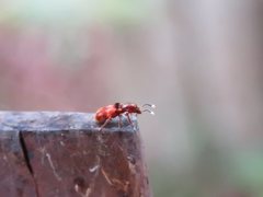 Apteropilo humerofuscus