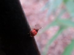 Apteropilo humerofuscus