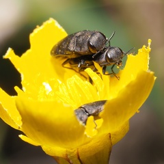 Anthaxia quadripunctata