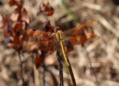 Libellula auripennis