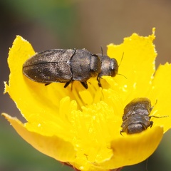 Anthaxia quadripunctata
