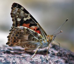 Vanessa cardui