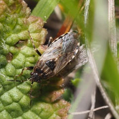 Platyplax salviae