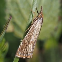 Thisanotia chrysonuchella