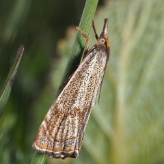 Thisanotia chrysonuchella