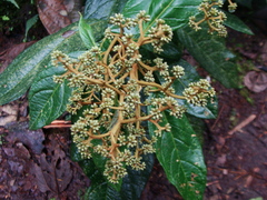Critoniopsis