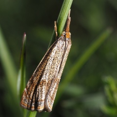 Thisanotia chrysonuchella
