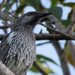 Mainland Little Wattlebird - Photo (c) Rose Robin, some rights reserved (CC BY-NC-SA), uploaded by Rose Robin