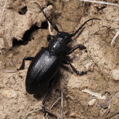 Dorcadion fuliginator