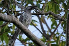 Anthochaera chrysoptera chrysoptera