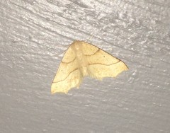 Tetracis jubararia