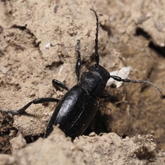 Dorcadion fuliginator