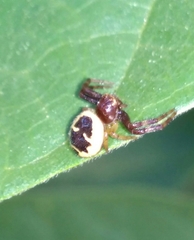 Synema globosum