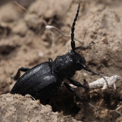 Dorcadion fuliginator