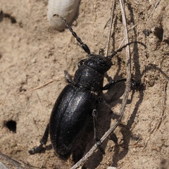 Dorcadion fuliginator