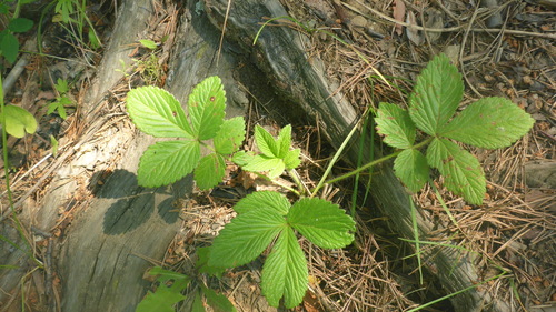 Sunny-place cinquefoil
