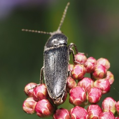 Melanotus brunnipes