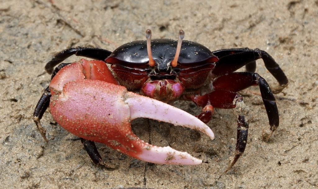 Tetragonal Fiddler Crab