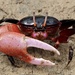 Tetragonal Fiddler Crab - Photo (c) tarredandfeathered, some rights reserved (CC BY-NC)