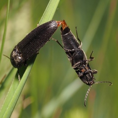 Melanotus brunnipes