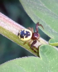 Synema globosum