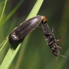 Melanotus brunnipes