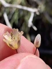 Eremogone macradenia