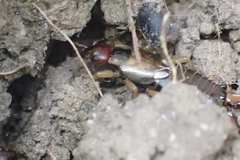 Forficula auricularia