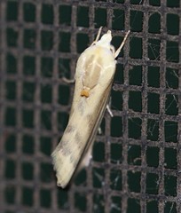 Earias huegeliana