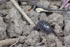 Armadillidium vulgare