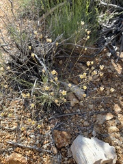 Eremogone macradenia