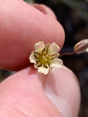 Eremogone macradenia