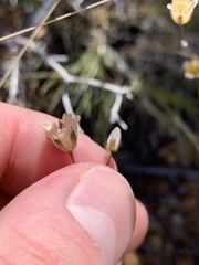 Eremogone macradenia