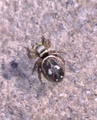 Heliophanus apiatus