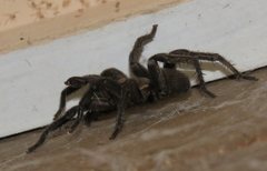 Seqocrypta