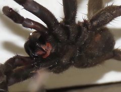 Seqocrypta