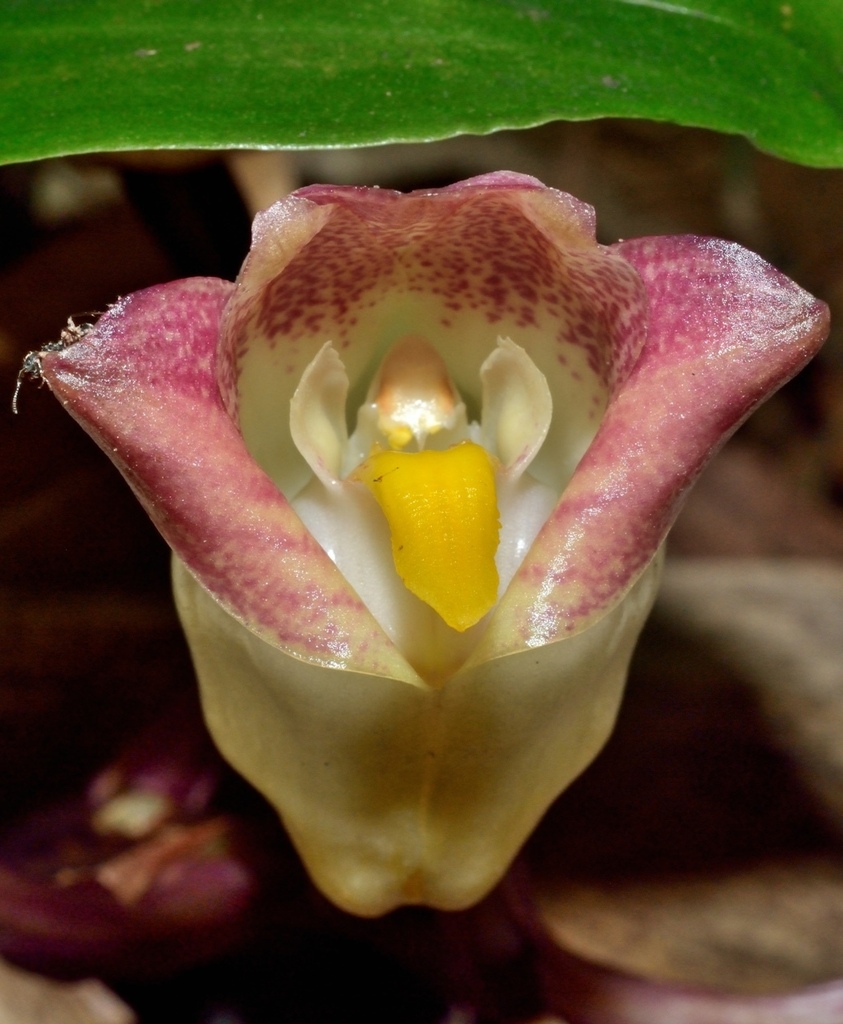 Acanthophippium sylhetense