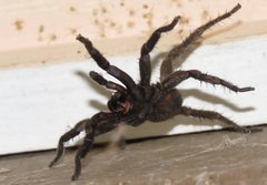Seqocrypta