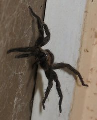 Seqocrypta